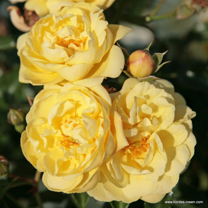 SUNNY ROSE® SUNNY ROSE®